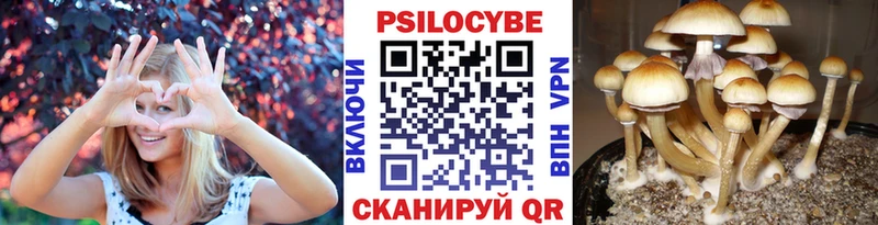 Купить где  Вятские Поляны  Псилоцибиновые грибы Psilocybine cubensis 